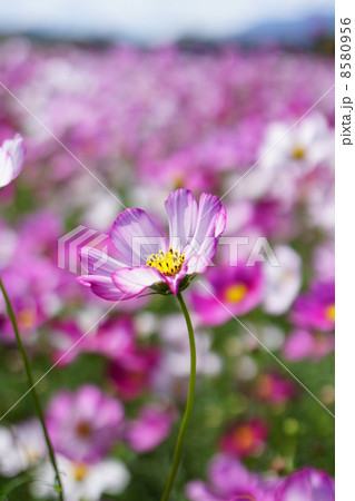 満開のコスモス 8580956