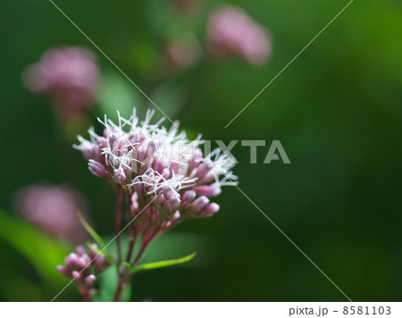 フジバカマ 8581103