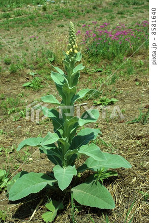 ビロードモウズイカ ビロードモウズイカ 8581640