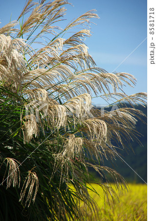 ススキ ススキ 8581718