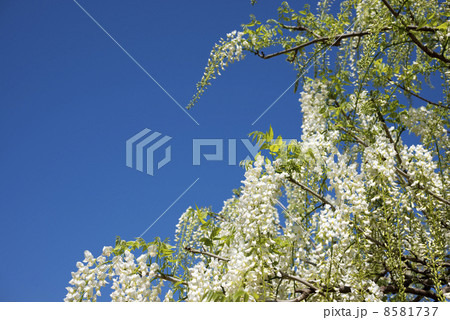 白い藤の花と青空 8581737