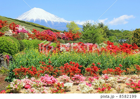 色とりどりのツツジに囲まれた富士山 8582199