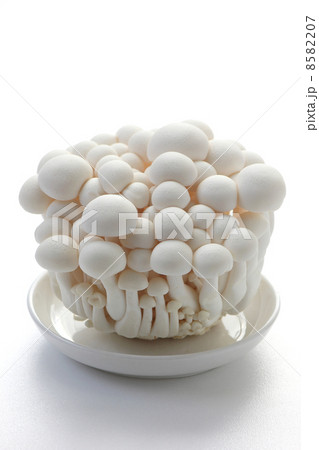 白シメジ 8582207