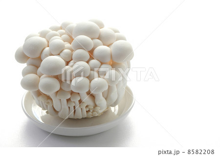 白シメジ 8582208