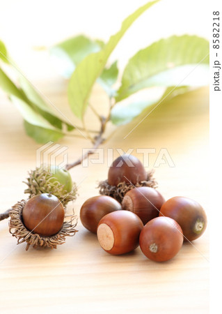 ドングリ ドングリ 8582218