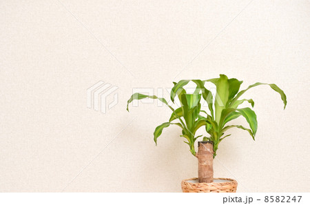 観葉植物 8582247