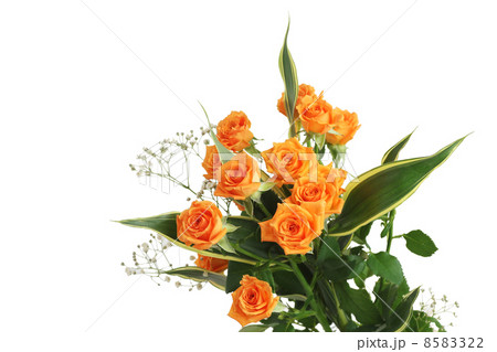 白バックのオレンジ色のバラの花束 8583322