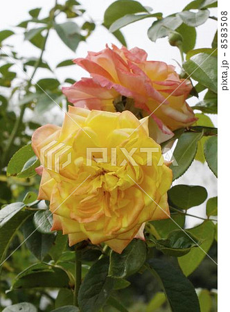 バラ　スベクトラ　０１ 8583508