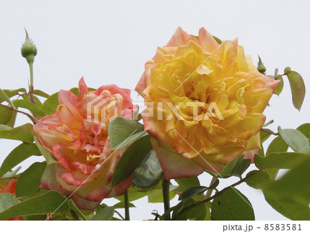 バラ　スぺクトラ　０２ 8583581