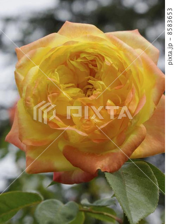 バラ　スベクトラ　０４ 8583653