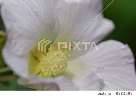 スイフヨウ 8583695