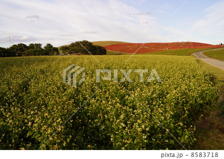 みはらしの里　夕景 8583718