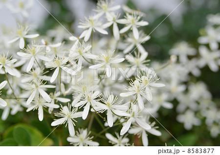 センニンソウの花 センニンソウの花 8583877