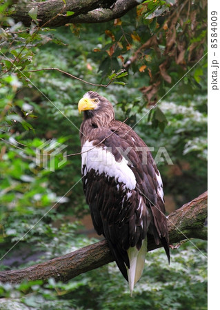 オオワシ 8584009