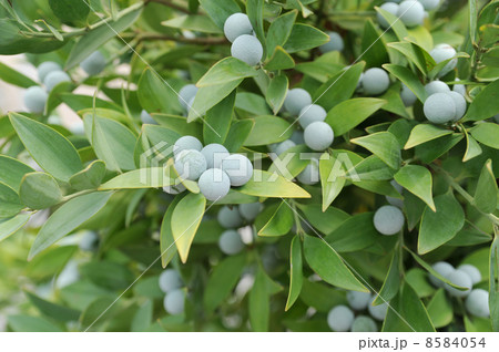 ナギの実 8584054