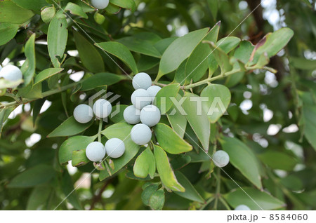 梛の実 8584060
