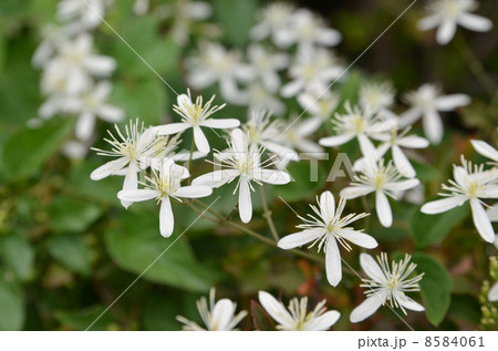 センニンソウの花 8584061