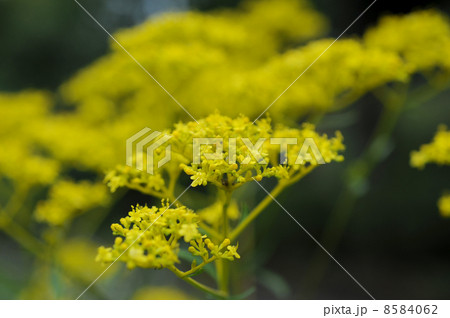 オミナエシの花 オミナエシの花 8584062