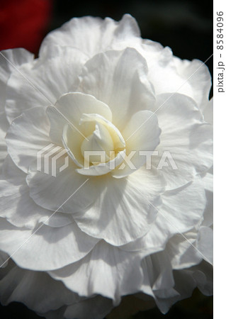 ベゴニア 8584096