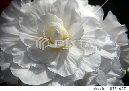 ベゴニア 8584097