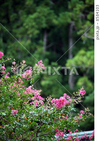 サルスベリの花 8584103