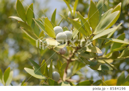 梛の実 8584196