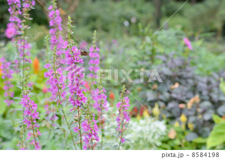 ミソハギの花 ミソハギの花 8584198