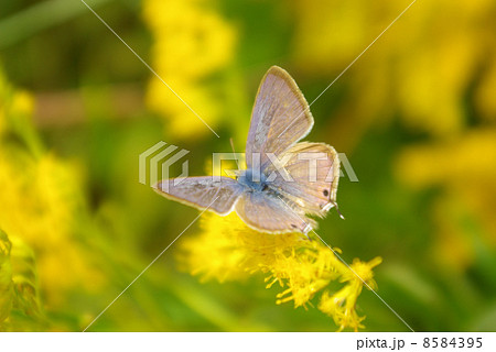 ウラナミシジミ 8584395