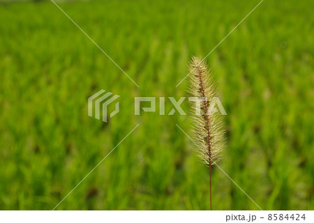 エノコログサの花穂と田んぼ エノコログサの花穂と田んぼ 8584424