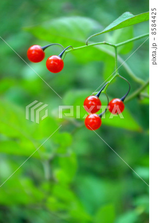 赤い実 8584425