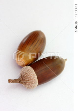 どんぐり (コナラの実) どんぐり (コナラの実) 8584483