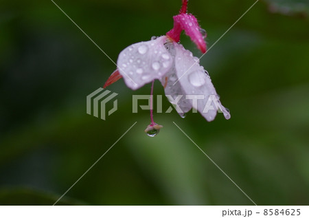 雨だれの白蝶草 雨だれの白蝶草 8584625