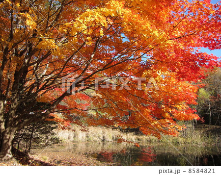 タカドヤ湿地の紅葉 8584821