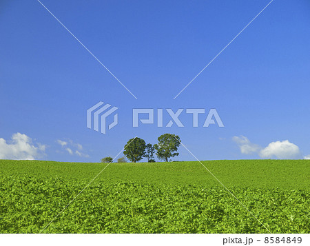 親子の木 8584849