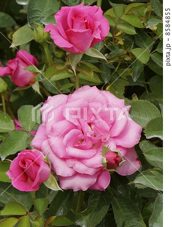 バラ　ウララ 8584855