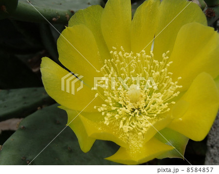 サボテンの花、黄色い花 サボテンの花、黄色い花 8584857