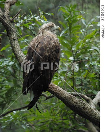 オジロワシ オジロワシ 8584915