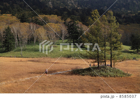 大江湿原の草紅葉　 8585037