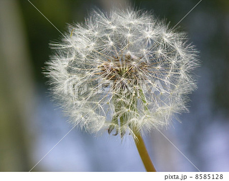 タンポポの種子 8585128