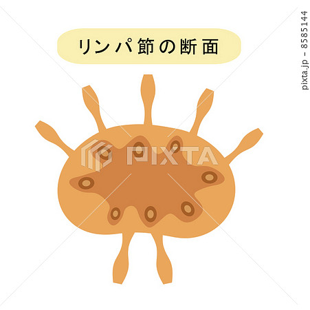 リンパ節の断面のイラスト素材