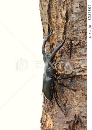 マンディブラリスフタマタクワガタ 樹木の上での白背景 マンディブラリスフタマタクワガタ 樹木の上での白背景 8585306