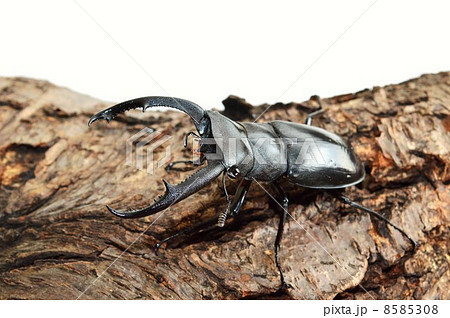 マンディブラリスフタマタクワガタ　樹木の上での白背景 8585308