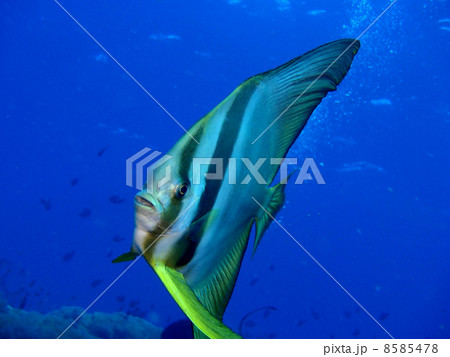 ナンヨウツバメウオ 8585478