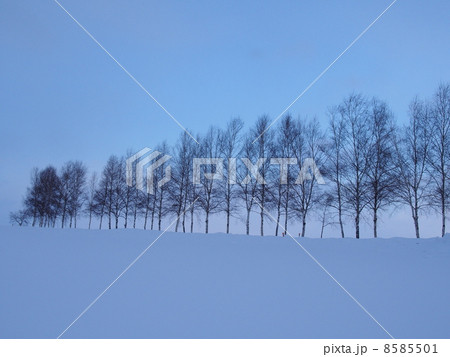 北海道・美瑛 「カラマツ並木」 北海道・美瑛 「カラマツ並木」 8585501