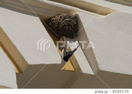 ルンダーレ宮殿のツバメ ルンダーレ宮殿のツバメ 8585570