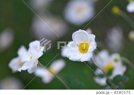 シュウメイギク シュウメイギク 8585575