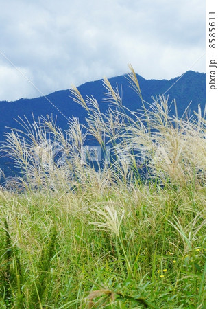 秋イメージ・愛鷹(アシタカ）山バックにススキの花穂・縦位置 8585611