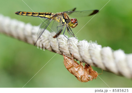 ノシメトンボと蝉の抜け殻 ノシメトンボと蝉の抜け殻 8585625