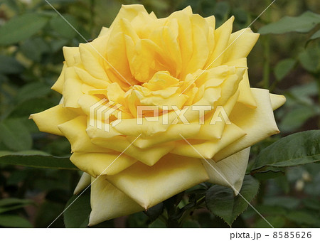 バラ 秋月 バラ 秋月 8585626