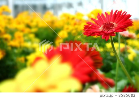 大阪駅時空広場の花々 8585682